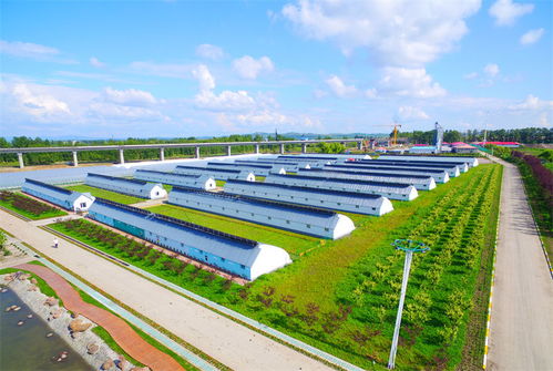 龙江森工集团 立足生态优势 激活发展动能